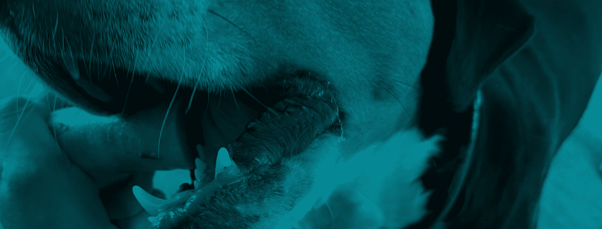 Dog Dental Health for Longevity
